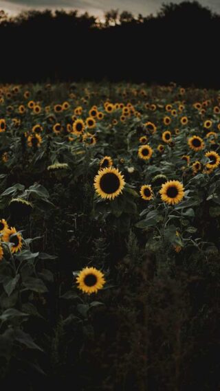 40+ Joyful Sunflower Wallpapers for iPhone (Free and HD) - The Mood Guide