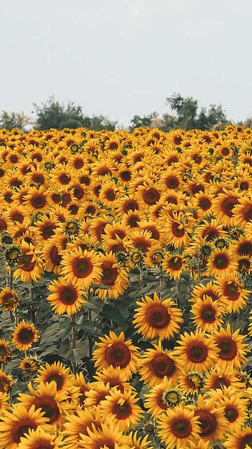 sunflower landscape aesthetic background wallpaper for iphone