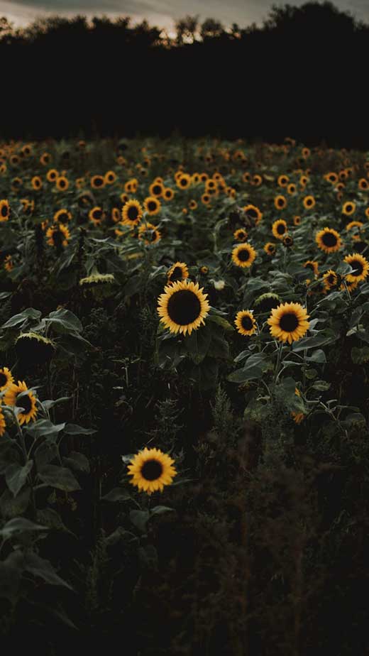 free hd sunflower aesthetic wallpaper for iphone