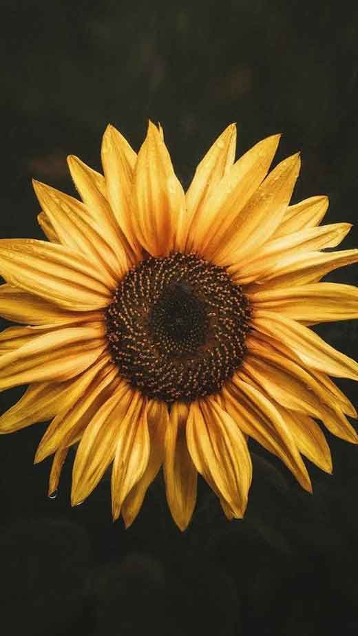 Beautiful Sunflowers Art Wallpapers - Sunflower Wallpaper iPhone
