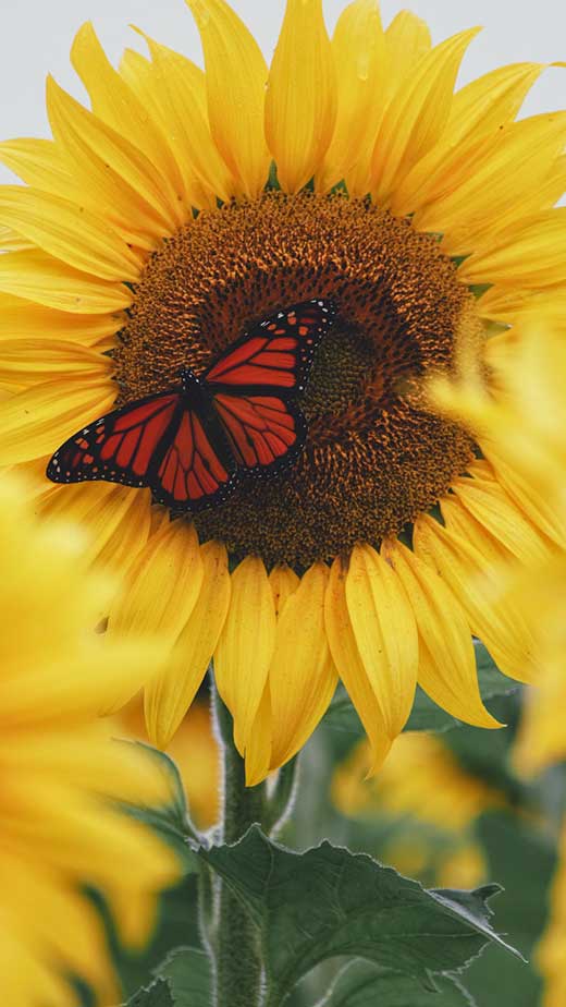 sunflower with butterfly wallpaper