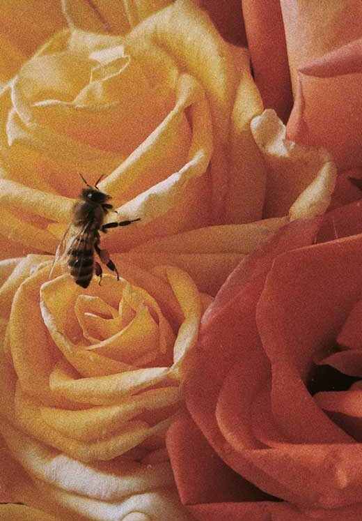 Bee Wallpapers for iPhone (Beehive, Honey & More)