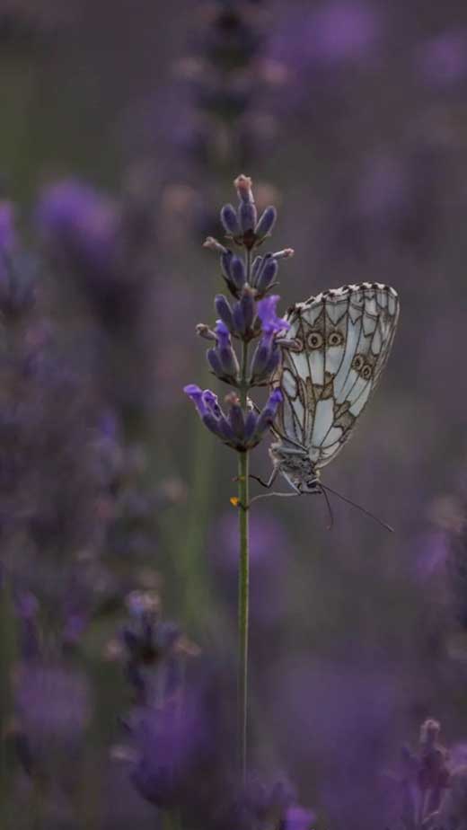 50+ Enchanting Purple Aesthetic Wallpaper Ideas : Butterflies