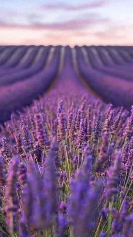 Light Purple Wallpapers for iPhone + Lavender Backgrounds (plant