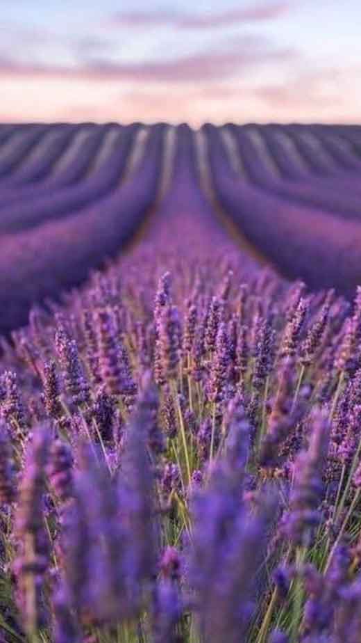 Lavender Flowers Wallpaper Purple Aesthetic Bio Eco Nature Minimal  Concept Stock Photo  Image of lilac blue 219247360