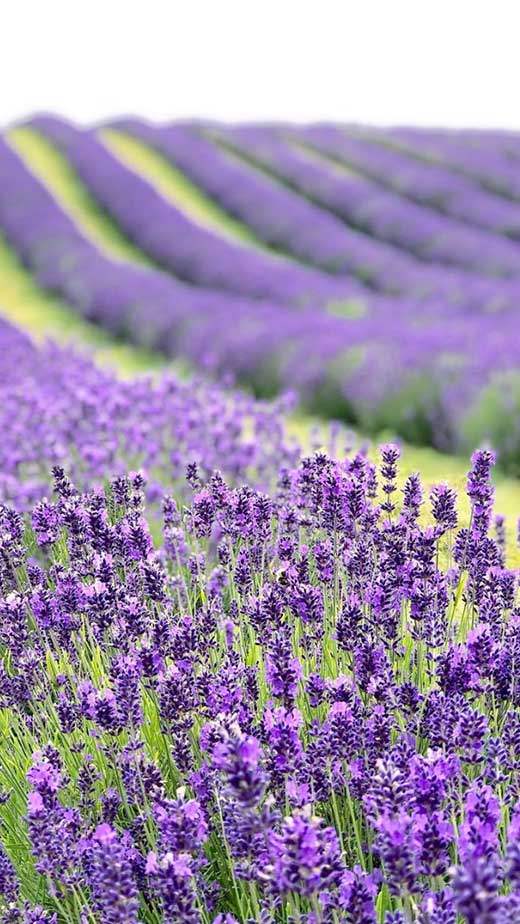 lavender fields wallpaper