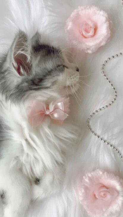 soft coquette kitten phone wallpaper