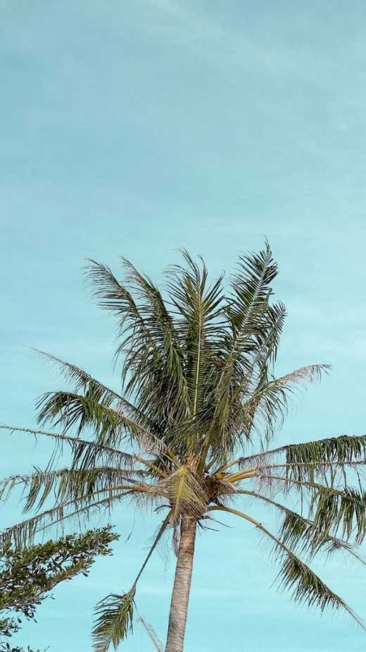 pretty palm tree aesthetic beach wallpaper