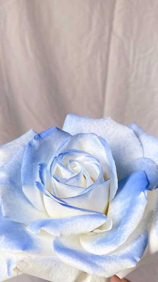 blue-aesthetic-rose-wallpaper-iphone