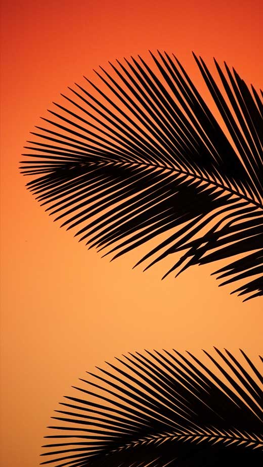 orange palm trees tropical summer wallpaper aesthetic iphone