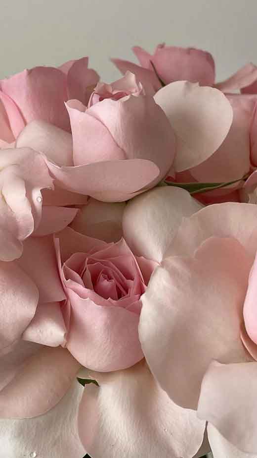 Have a beautiful day like these Pink roses  pretty flowers  Idea  Wallpapers  iPhone WallpapersColor Schemes