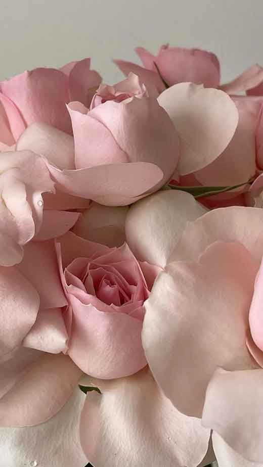 1061 Free CC0 Pink rose Stock Photos  StockSnapio