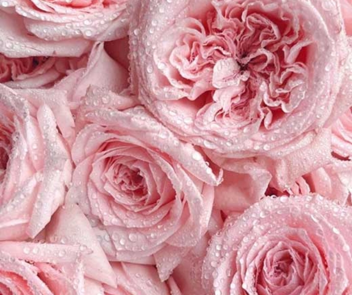 50 Gorgeous Rose Wallpapers For iPhone