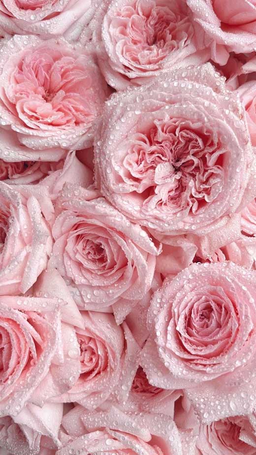 pink roses wallpaper for iphone