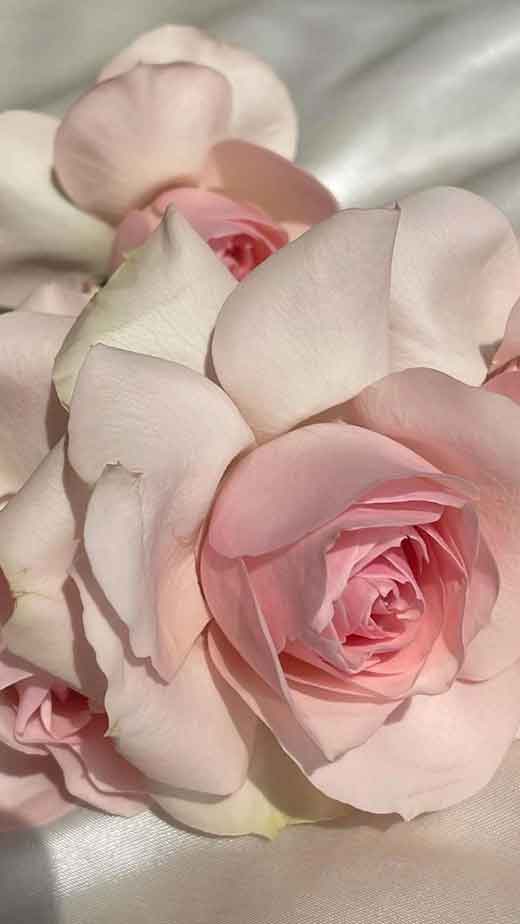 Light Pink Real Touch Rose | Best Artificial Flowers at Afloral.com