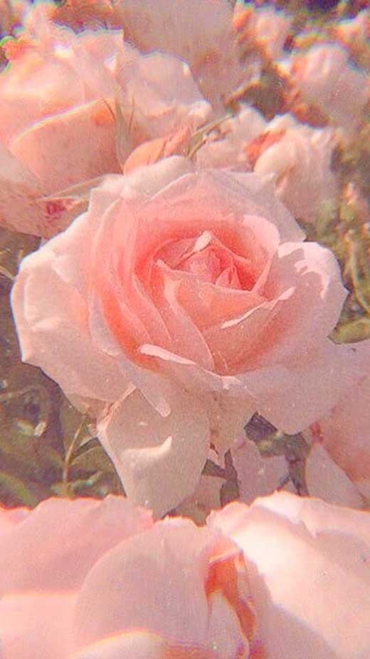 Pink Rose Aesthetic Wallpapers  Wallpaper Cave