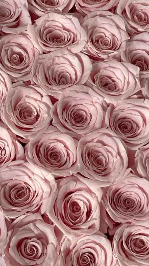 pretty-plain-light-pink-aesthetic-roses-background-iphone