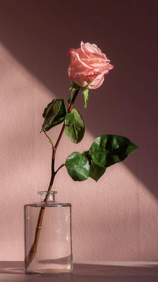 pink aesthetic rose for wallpaper background