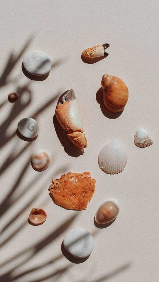 minimalist summer seashell wallpaper aesthetic for iphone