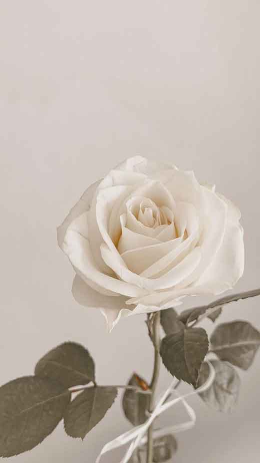 white-aesthetic-rose-wallpaper-iphone