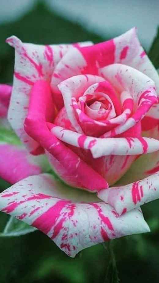 white-and-pink-rose-wallpaper-iphone