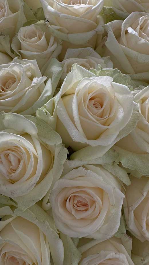 white-rose-wallpaper-background