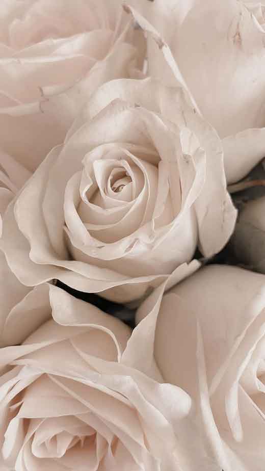 white-rose-wallpaper-iphone
