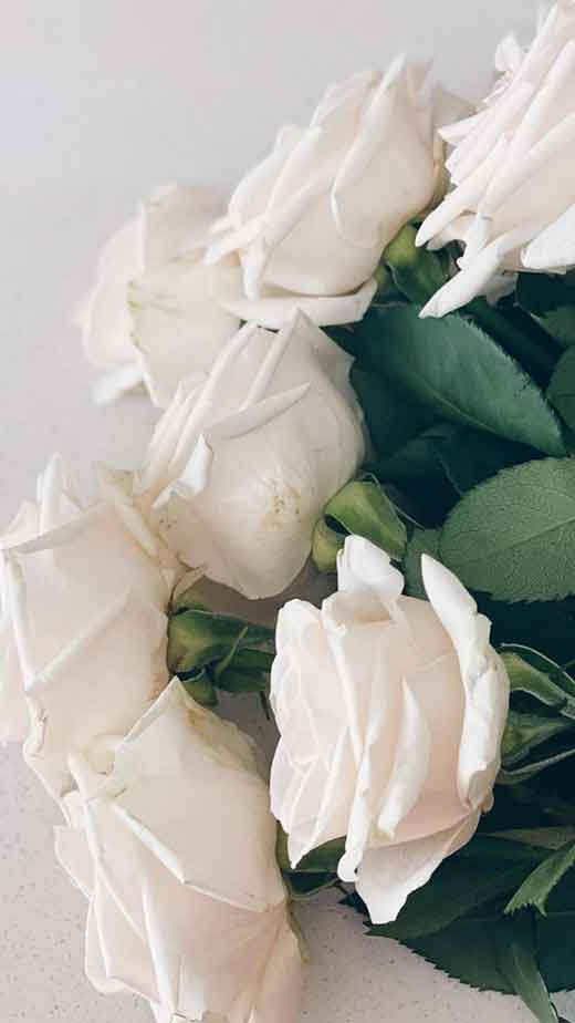 white-roses-wallpaper