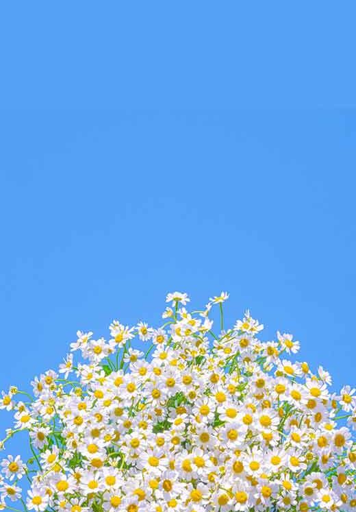 50 Lovely Daisy Wallpaper Ideas for iPhone