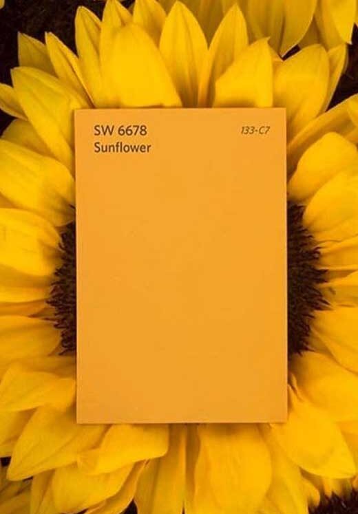 Yellow Wallpapers to Cheer up Your iPhone Background