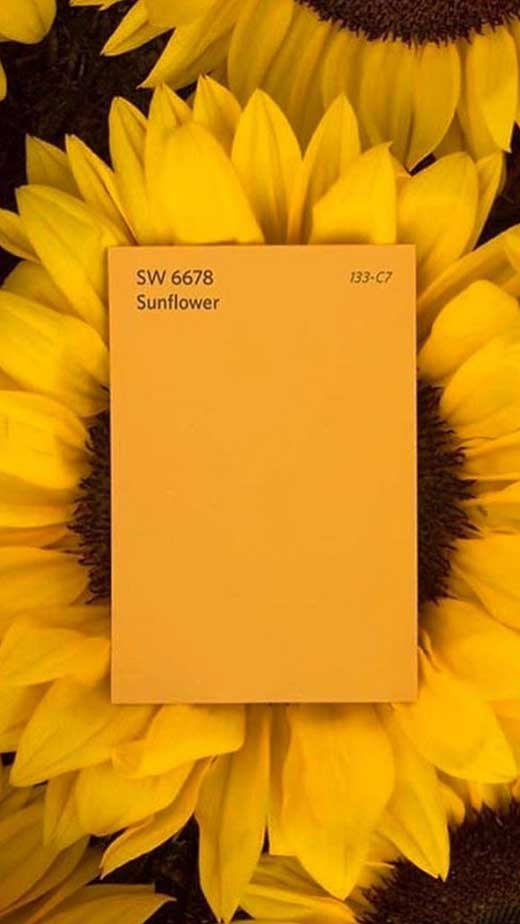 mustard sunflower yellow aesthetic wallpaper iphone