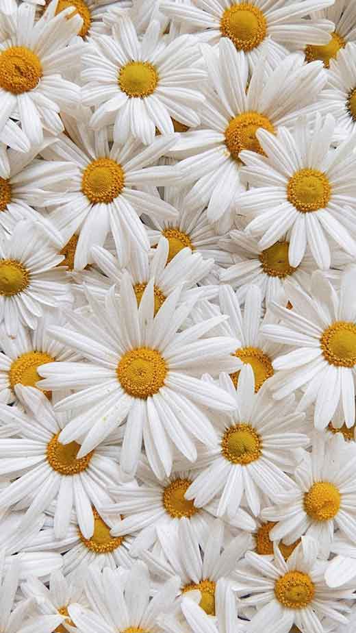 White daisy flower seamless patterned background vector  premium image by  rawpixelcom  Aum  Daisy background Daisy painting Daisy wallpaper