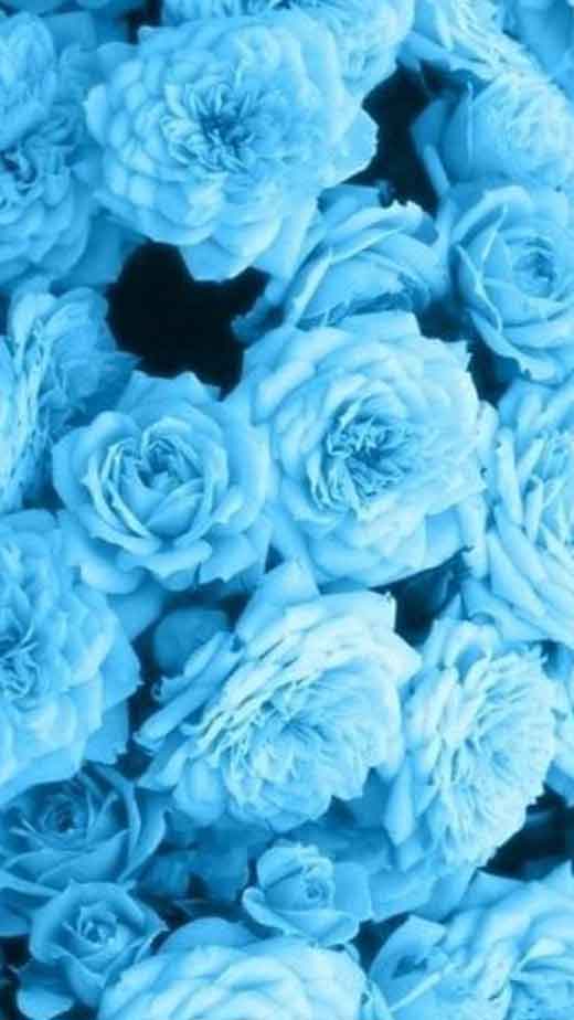 100+] Blue Flowers Aesthetic Wallpapers | Wallpapers.com