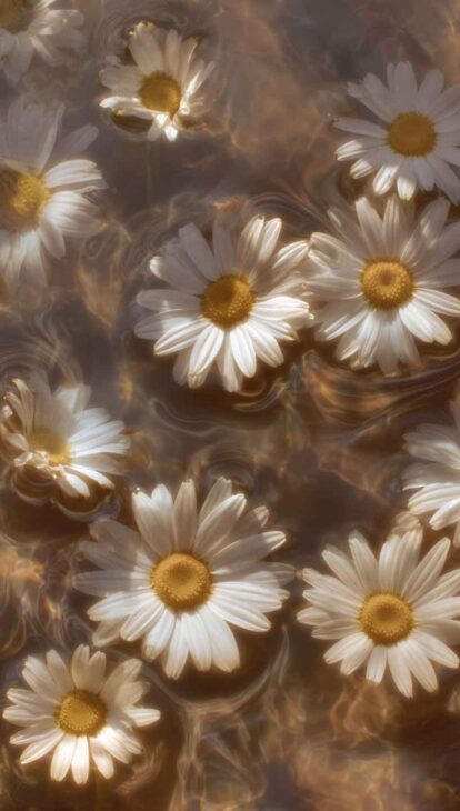 daisies lockscreen