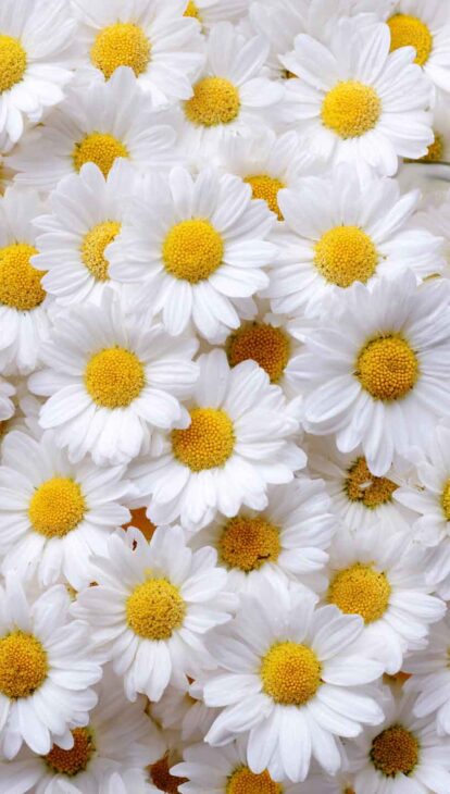 daisy wallpaper background