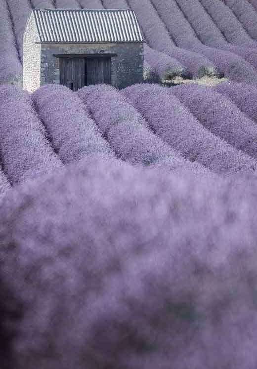 Lavender Aesthetic Wallpapers for a Soothing Phone Background