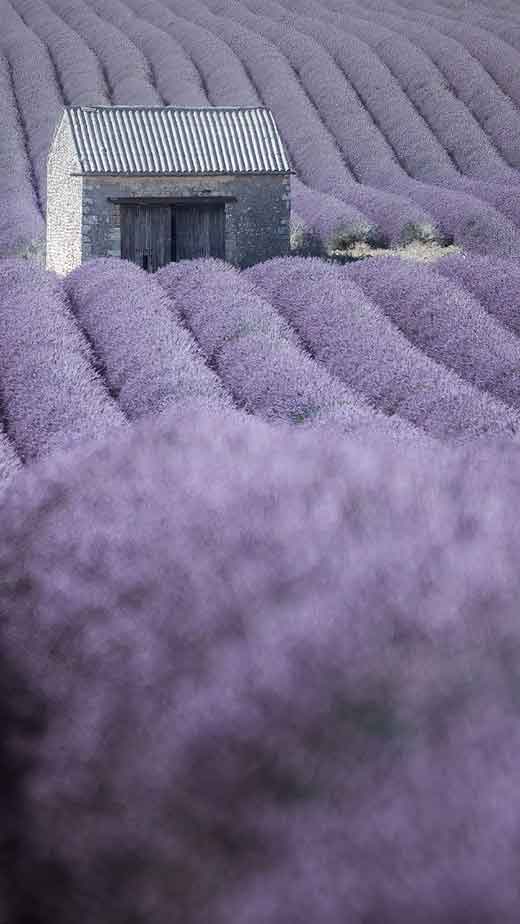 lavender fields pastel vintage aesthetic wallpaper for iphone