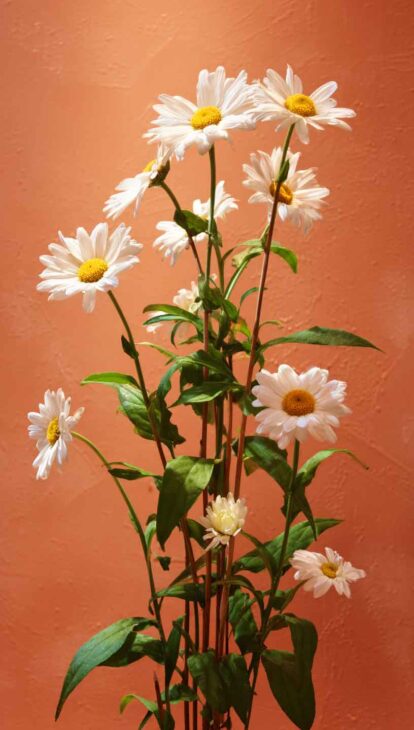 daisy wallpaper on orange background