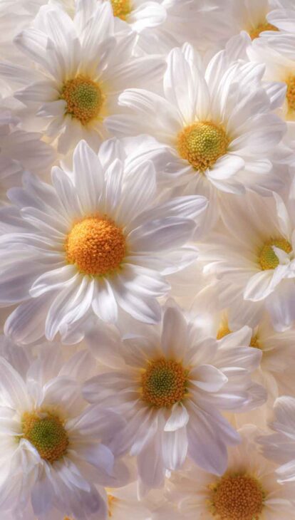 daisy aesthetic phone wallpaper