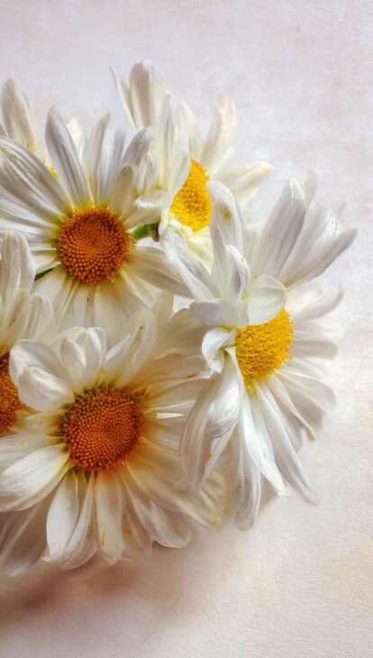 aesthetic lovely daisies