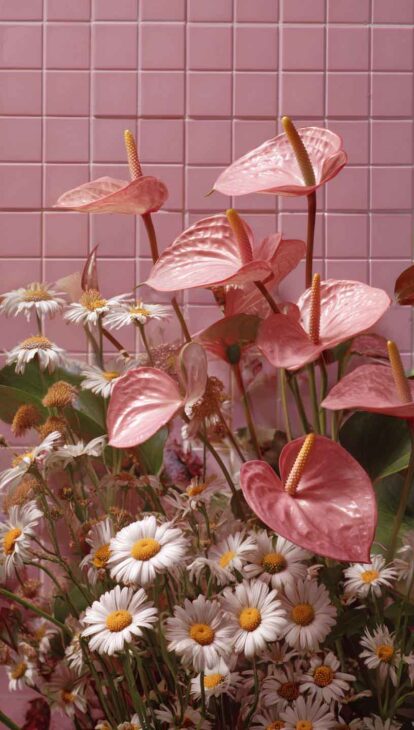 pink and white daisy phone wallpaper