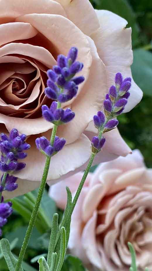 lavender flower and rose aesthetic wallpaper