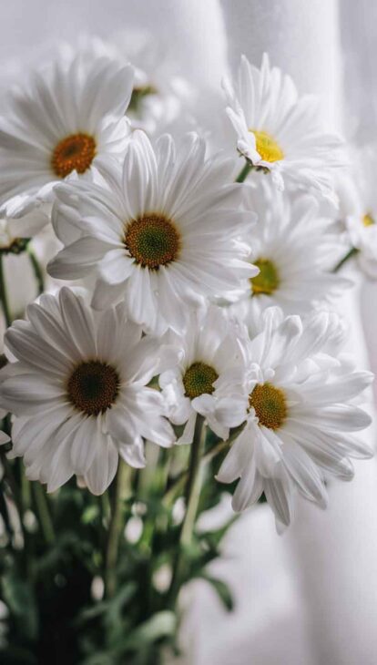 wallpapers daisy flower