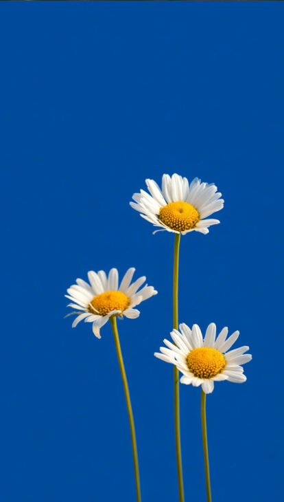 daisy minimal on blue background