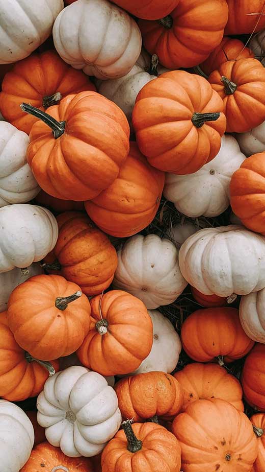 Pumpkin Background Photos and Wallpaper for Free Download