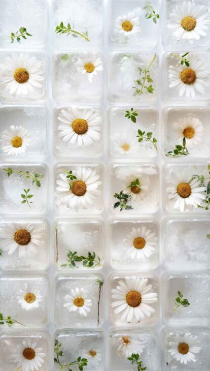 cute daisy aesthetic phone wallpaper