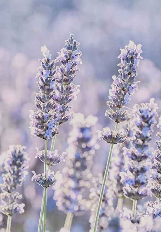 80 Lavender Aesthetic Wallpapers for a Soothing Phone Background (Plant & Color)