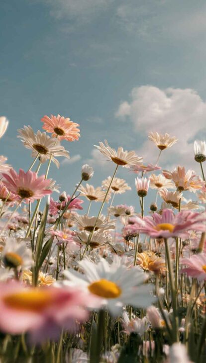 colorful daisies phone background