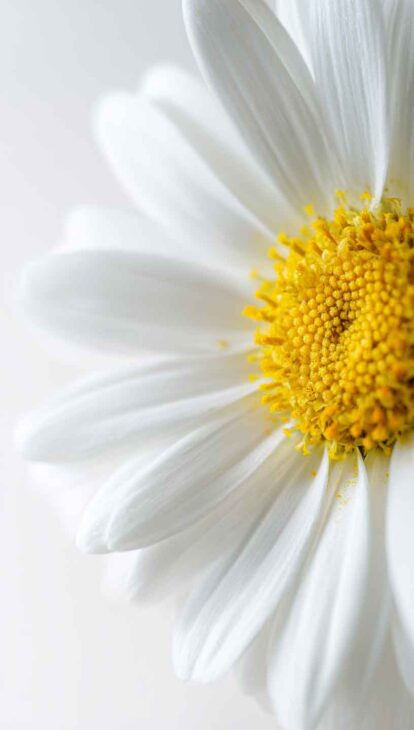 minimal daisy wallpaper