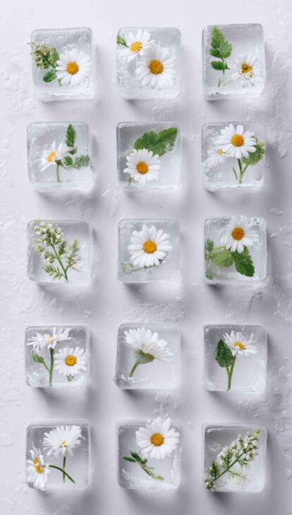 daisy aesthetic wallpapers